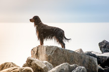 Wet Dog On A Rock