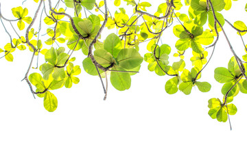 leaves on white background