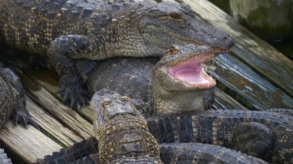 Wall Mural - Alligator threatens open jaw and is ready to attack the enemy. Crocodiles dangerous animals. Alligator with mouth open. Alligator close up portrait. Alligators farm lots of aligators angry background.