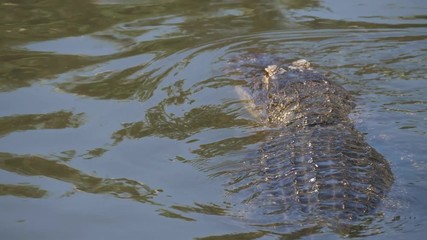 Wall Mural - Single crocodile floating in water. Alligator is a large crocodile in the water. American Alligator - Alligator mississippiensis. Close-up of the head of a alligator, Florida, 4k.