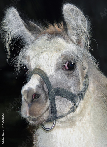 LLAMA EYES ARE ON YOU, a very tentative animal, =llama-animal-eyes ...
