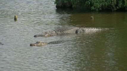 Wall Mural - Alligators Swimming. Alligators in a swamp in Florida. Alligator floats just above the water.