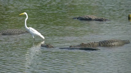 Wall Mural - Many wild crocodiles swimming in turbid water. Group of predator reptiles floating in a river. Dangerous hungry animals waiting for prey. American alligators lie in the swamp, next to the herons.