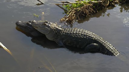 Wall Mural - Alligators male and female during mating period mate in water. Gator mating season in Florida. Crocodile mating. Alligators in a swamp in Florida.