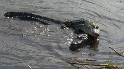Wall Mural - Alligators male and female during mating period mate in water. Gator mating season in Florida. Crocodile mating. American Alligator - Alligator mississippiensis.