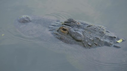 Wall Mural - Alligator is a large crocodile in the water. Alligator close up portrait. Alligators in a swamp in Florida. Close-up of the head of a alligator, Florida, 4k.