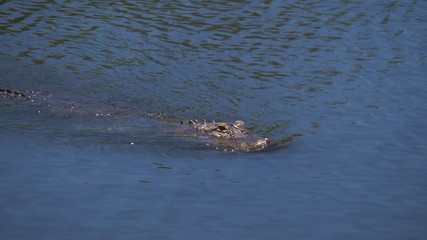 Wall Mural - Single crocodile floating in water. Alligator floats just above the water. American Alligator - Alligator mississippiensis. Slow motion.