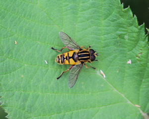 Wall Mural - closeup of Hoverfly (Helophilus pendulus), a european hoverfly specie, sitting on leaf