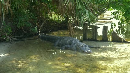 Wall Mural - American alligator is getting out from the water. Alligator is a large crocodile in the water. American Alligator - Alligator mississippiensis.