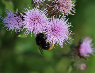 Wall Mural - close up of red tailed bumblebee (Bombus lapidarius), collecting nectar from a creeping thistle flower in spring