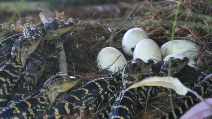 Wall Mural - Alligator hatchlings emerge. Newborn alligator near the egg laying in the nest. Little baby crocodiles are hatching from eggs. Baby alligator just hatched from egg.