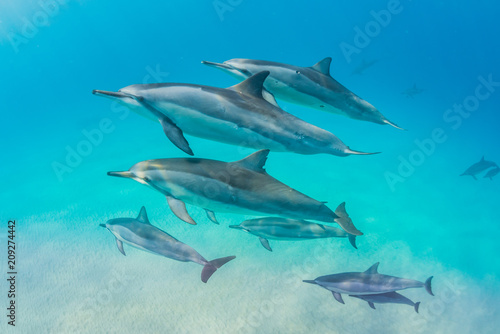 Dekoracja na wymiar  kapsula-delfinow-na-piasku