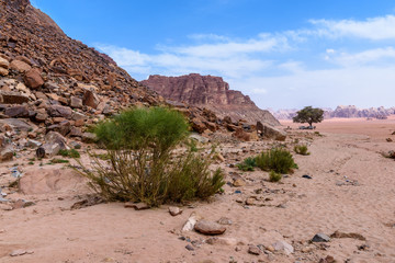 Wall Mural - Giordania, deserto di Wadi Rum