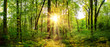 canvas print picture - Beautiful forest panorama in spring with bright sun shining through the trees