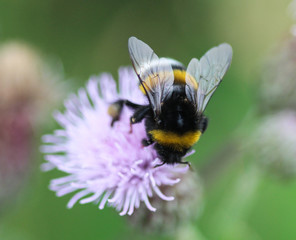 Wall Mural - Closeup of Bombus terrestris, the buff tailed bumblebee or large earth bumblebee, collecting nectar from creeping thistle flower