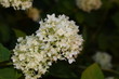 © Anna - Rozkwitająca biała hortensja krzewiasta