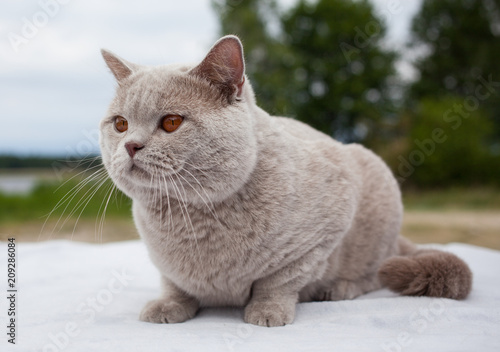 british shorthair outdoor cat