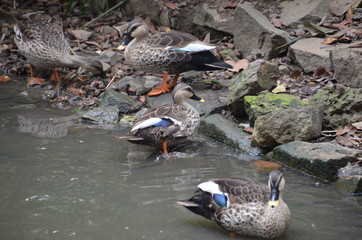 Wall Mural - duck