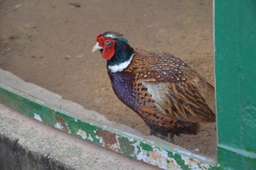 Poster - bird pheasant