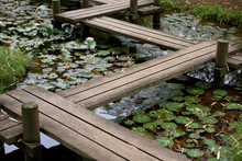 Peaceful, Tranquil Zig-zag Wooden Pathway, Footpath Bridge Over A Lily Pad Filled Water Pond