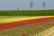 A man in red jacket walks past tulips in West Friesland, Netherlands