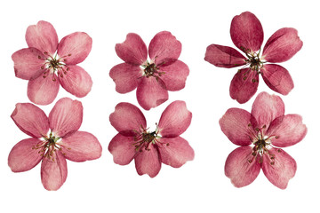 Wall Mural - Pressed and dried white delicate transparent flower apple tree, isolated on white.