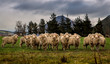 Merino sheep with horns in a field in Canterbury, New Zealand