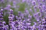 Fototapeta Kwiaty - Sunset over a violet lavender field 
