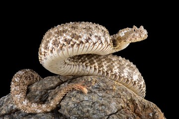 Spider-tailed horned viper (Pseudocerastes urarachnoides)