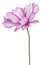 Cosmos Flower Isolated