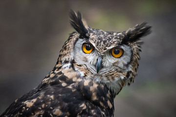 Aufkleber - A very close up portrait of the head of a mackinder eagle owl staring intensely forward towards the camera with large orange eyes