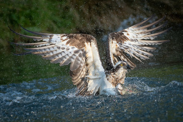Aufkleber - A close up photograph of an osprey fishing and emerging from the water with a trout and its wings outspread