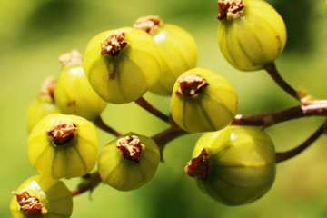 Branch of unripe green currant.