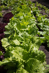 Green lettuce leaves in the garden close-up