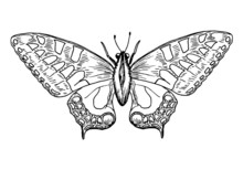 Drawing Of Yellow Butterfly - Hand Sketch Of Old World Swallowtail, Black And White Illustration