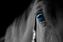 Amazing Horse With Beautiful Blue Eyes 