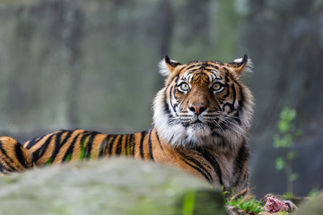 Wall Mural - Male sumatran tiger in front of a rocky background