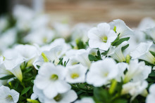 Leptokarya, Greece - June 09, 2018: Beautiful White Flowers Plants Petunia 