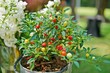 Bright and colorful young decorative ornamental pepper / chili plant with garden background. Close up. Selective focus.