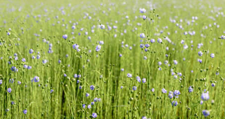 Sticker - Blue blossoming Common Flax plants from close