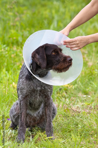 buy elizabethan collar