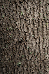 Texture of a brown bark of a tree, background