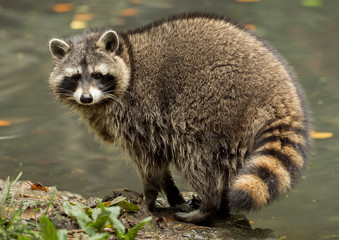 a raccoon plays outside on the water