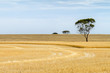 Partially harvested wheat paddock with trees