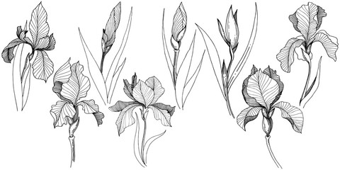 Irises in a vector style isolated. Full name of the plant: Iris. Vector flower for background, texture, wrapper pattern, frame or border.