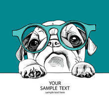 Portrait Dog Pug In The Glasses. Vector Illustration.