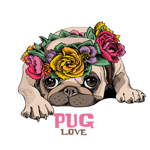Pug Dog & Girl Free Stock Photo - Public Domain Pictures