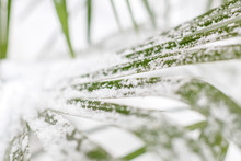 Green Leaf Palm Trees In Snow