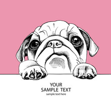 Portrait Dog Pug On A Pink Background. Vector Illustration.