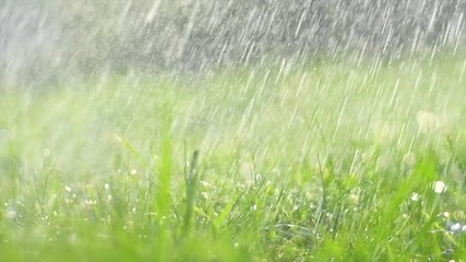 Poster - Grass with rain drops. Watering lawn. Blurred grass background with water drops closeup. Nature. Environment concept. Slow motion 4K UHD video 3840X2160